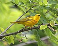 _MG_3232 yellow warbler 8x10.jpg