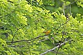 _MG_3232 yellow warbler.jpg