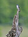 _MG_3255 tree swallow.jpg