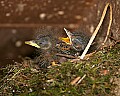 _MG_3607 eastern phoebe chicks.jpg