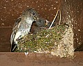 _MG_3615 eastern phoebe and chicks.jpg