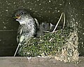 _MG_3618 eastern phoebe, chicks and nest.jpg