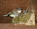 _MG_3626 eastern phoebe and chicks.jpg