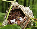 _MG_5753 vireo chicks horizontal.jpg