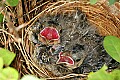 _MG_6435 sparrow chicks.jpg