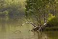 _MG_8163 osprey on limb in fog.jpg