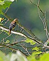 _MG_8261 Immature Baltimore Oriole.jpg