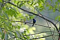 _MG_8366 male indigo bunting.jpg