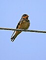 _MG_8482 swallow.jpg