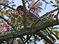 _MG_8558 robin.jpg