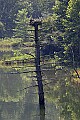 _MG_8563 osprey on nest.jpg