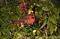 Copy of DSC_5592 male cardinal.jpg