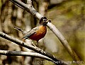 DSC_0007 robin with worm.jpg