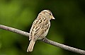 DSC_0160 female sparrow.jpg