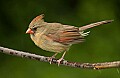 DSC_0168 female cardinal.jpg