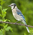 DSC_0186 immature bluejay.jpg