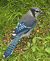 DSC_0188 immature bluejay.jpg