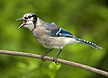 DSC_0222 immature bluejay.jpg