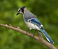 DSC_0226 immature bluejay.jpg