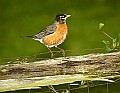 DSC_0301 robin on wire.jpg