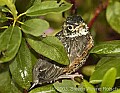 DSC_0313 fledging robin.jpg