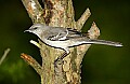 DSC_0316 mockingbird.jpg