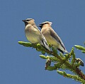 DSC_0317 cedar waxwing.jpg