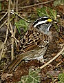 DSC_0327 white throated sparrow.jpg