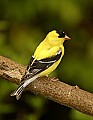 DSC_0393 male goldfinch.jpg