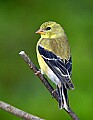 DSC_0396 female goldfinch.jpg