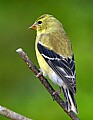 DSC_0397 female goldfinch.jpg