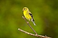 DSC_0399 female goldfinch.jpg