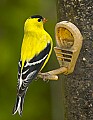 DSC_0400 amle goldfinch.jpg