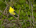 DSC_0402 male goldfinch.jpg
