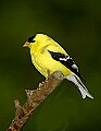 DSC_0410 male goldfinch.jpg