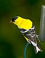 DSC_0433 male goldfinch.jpg
