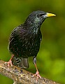 DSC_0459 black bird.jpg