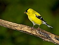 DSC_0491 male goldfinch.jpg