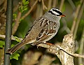 DSC_0511 white crowned sparrow.jpg