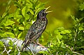 DSC_0634 starling.jpg