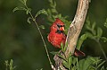 DSC_1061 male cardinal.jpg