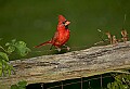 DSC_1062 19x13 cardinal male.jpg