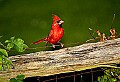 DSC_1062 19x13 cardinal--male.jpg