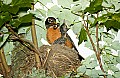 DSC_1174 robin and chicks.jpg