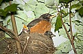 DSC_1246 robin and two chicks.jpg