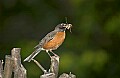 DSC_1580 robin with moth and worm.jpg