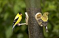 DSC_1611 male and female goldfinch.jpg