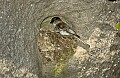 DSC_1680 eastern phoebe nest.jpg