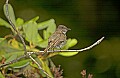 DSC_1688 Eastern Phoebe.jpg