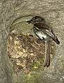 DSC_1706 Eastern Phoebe feeding chick.jpg